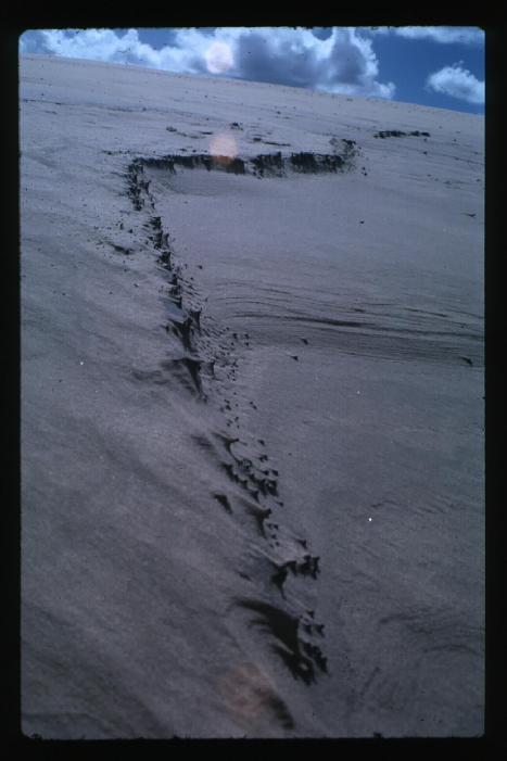 Dune