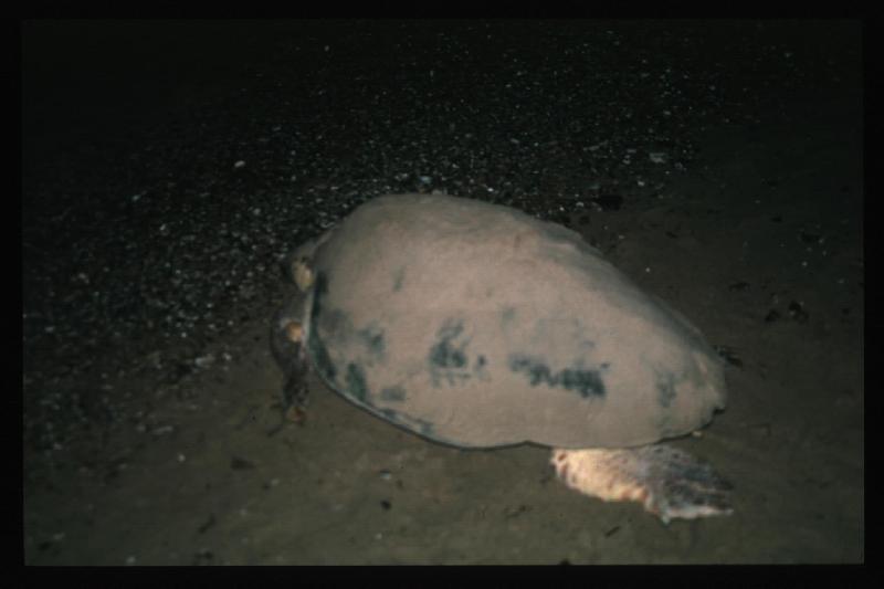 Turtle