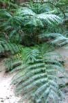 CRW_0525_RJ.jpg