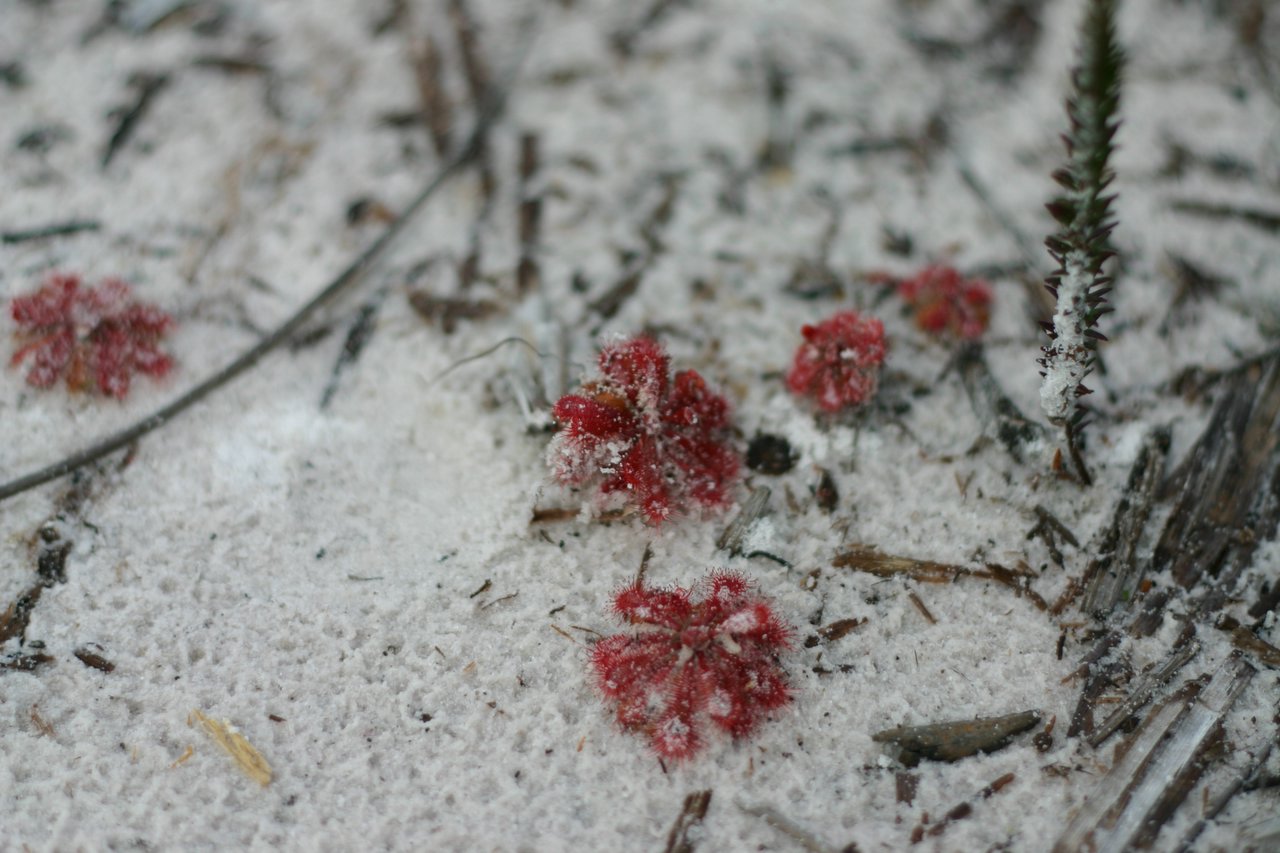 Splattered Sundew's