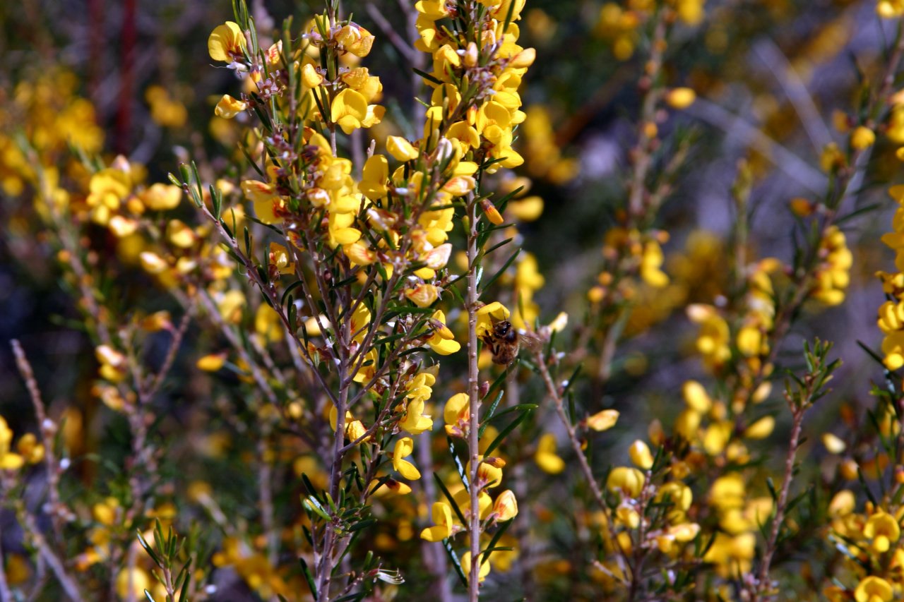 Bees and Flowers (no birds)