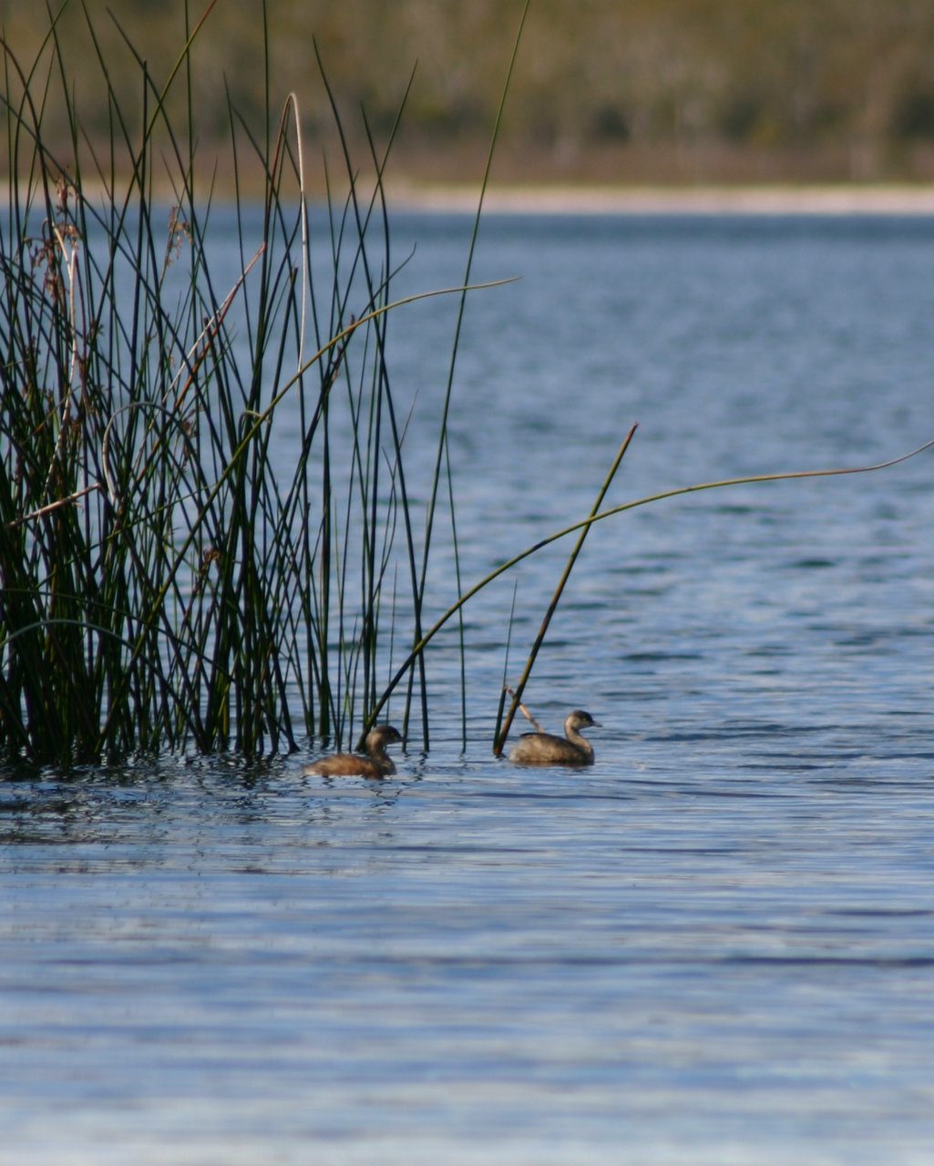 Grebes at Work